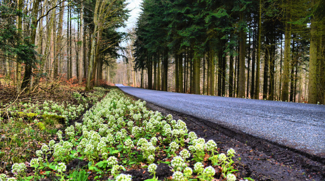 Обои картинки фото природа, дороги, шоссе, цветы, лес
