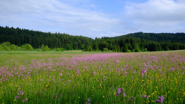 Обои картинки фото природа, луга, цветы, трава, поле, лес