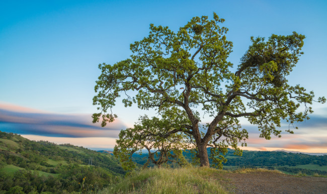 Обои картинки фото природа, деревья, крона, дуб
