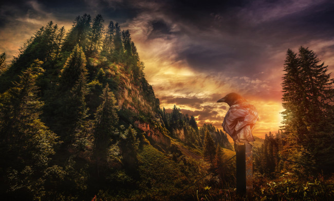 Обои картинки фото животные, вороны,  грачи,  галки, ворона, птица, закат, пейзаж