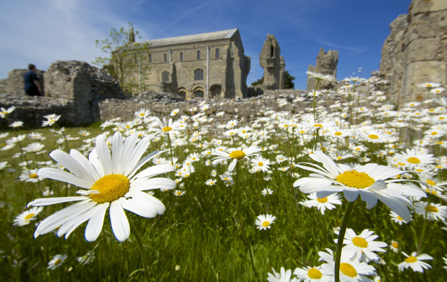 Обои картинки фото цветы, ромашки, лето, солнечно