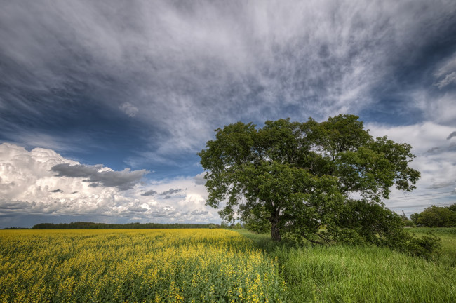 Обои картинки фото природа, деревья, дерево, поле