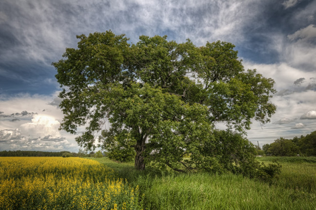 Обои картинки фото природа, деревья, дерево, поле