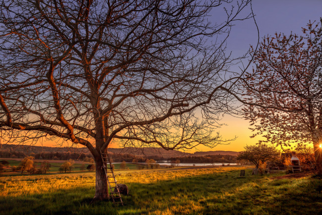 Обои картинки фото природа, деревья, небо, лестница, вечер, закат