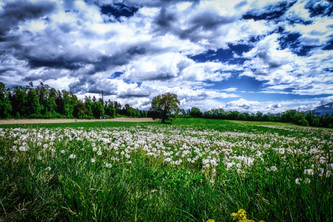 Обои картинки фото природа, луга, лес, трава, цветы