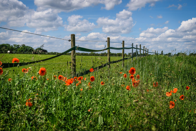 Обои картинки фото природа, луга, трава, цветы