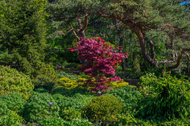 Обои картинки фото природа, парк, кусты, деревья