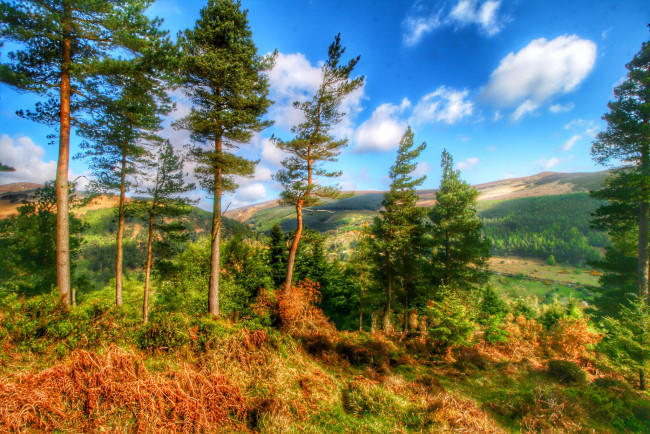 Обои картинки фото природа, пейзажи, кустарник, деревья