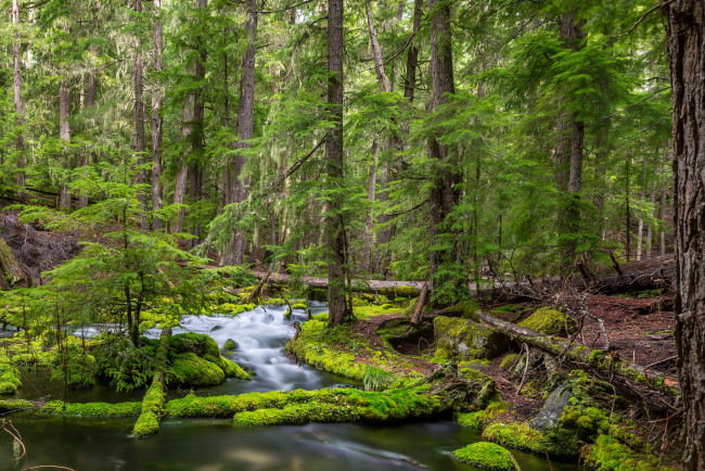 Обои картинки фото природа, реки, озера, река, лес