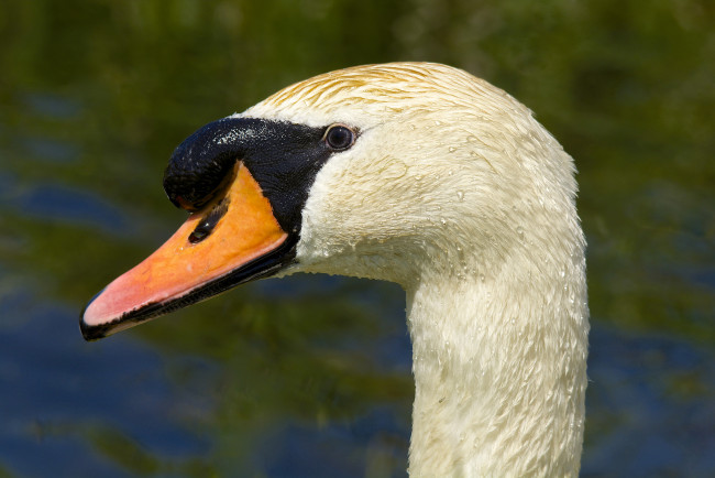 Обои картинки фото животные, лебеди, портрет, лебедь