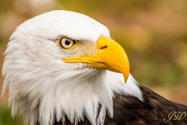 Обои картинки фото животные, птицы - хищники, клюв, птица, белоголовый, орлан, портрет