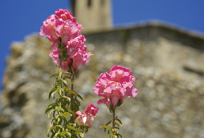 Обои картинки фото цветы, львиный зев, розовые, львиный, зев