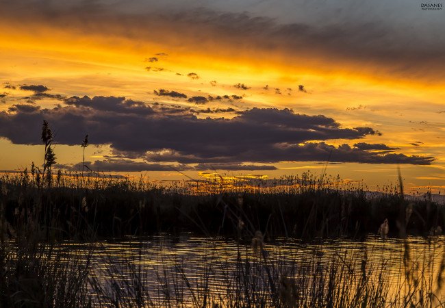 Обои картинки фото природа, восходы, закаты, небо, облака, закат, вечер, камыш