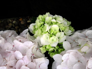 Картинка цветы гортензия бутоны