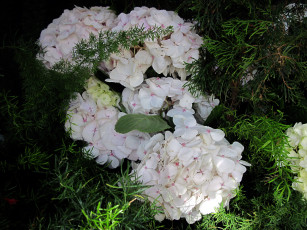 Картинка цветы гортензия соцветия