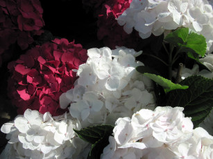 Картинка цветы гортензия соцветия