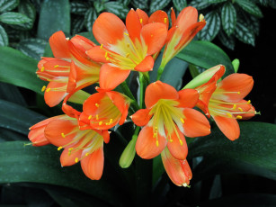 Картинка цветы кливия оранжевый