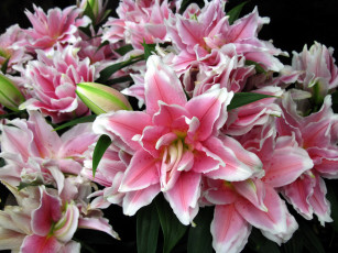 Картинка цветы лилии +лилейники махровые розовый