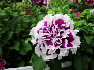 Картинка цветы петунии +калибрахоа махровая