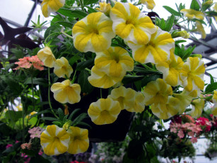 Картинка цветы петунии +калибрахоа сурфиния