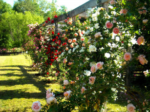 Картинка цветы розы кустовые