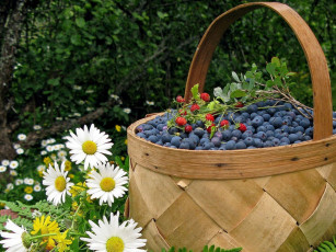 Картинка еда голубика +черника корзина ромашки
