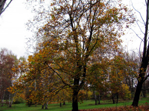 Картинка природа деревья осень