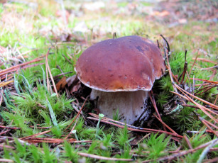 Картинка природа грибы боровик