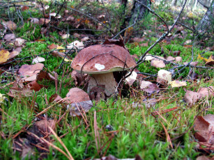 Картинка природа грибы боровик