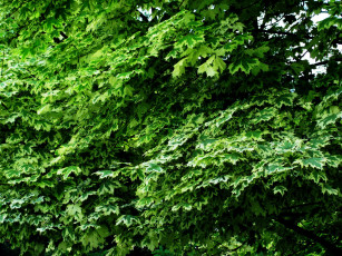 Картинка природа листья кленовые