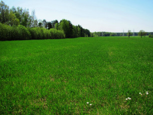 Картинка природа луга трава лето