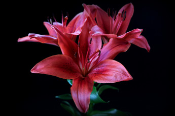 Картинка цветы лилии +лилейники цветок