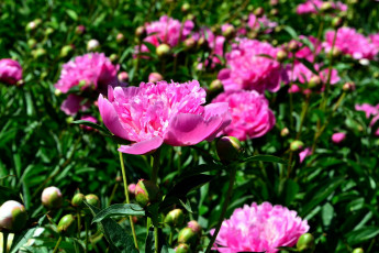 Картинка цветы пионы розовый