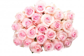 Картинка цветы розы много