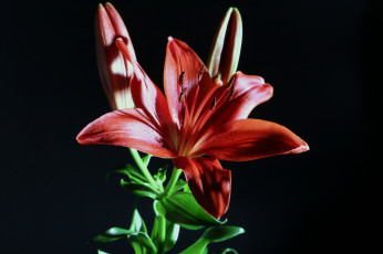 Картинка цветы лилии +лилейники цветок