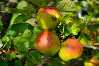 Картинка природа плоды яблочки