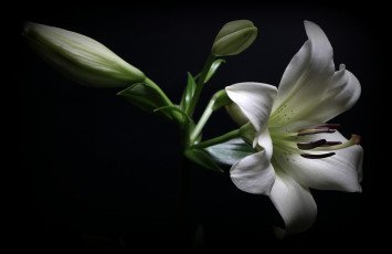 Картинка цветы лилии +лилейники цветок