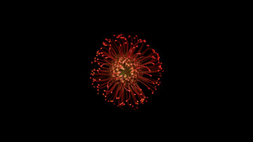 Картинка цветы фон цветок