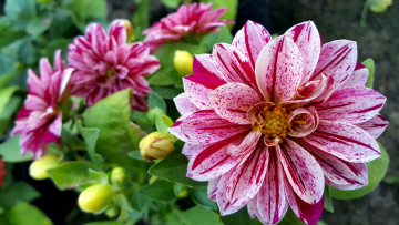 Картинка цветы георгины пестрый