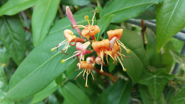 Картинка цветы лепестки фон