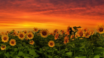Картинка цветы подсолнухи закат природа