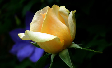 Картинка цветы розы бутон