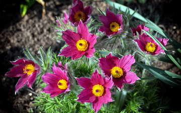 Картинка цветы анемоны +сон-трава сон-трава