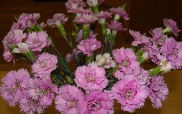 Картинка цветы гвоздики розовый