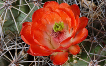 Картинка цветы кактусы макро