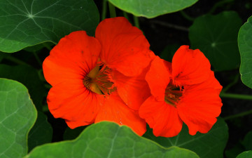 обоя цветы, настурции, оранжевый