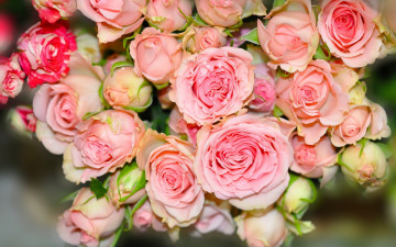 Картинка цветы розы бутоны