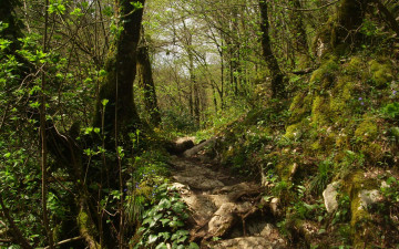 Картинка природа лес корни трава мох тропа деревья подлесок