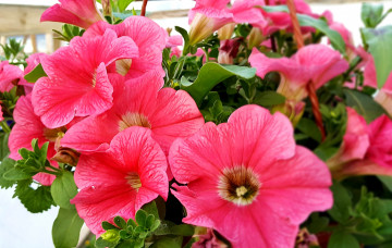 Картинка цветы петунии +калибрахоа розовый