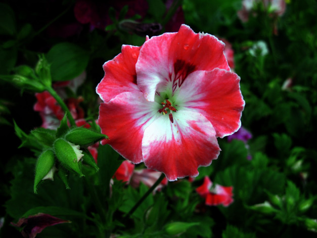 Обои картинки фото цветы, герань, макро